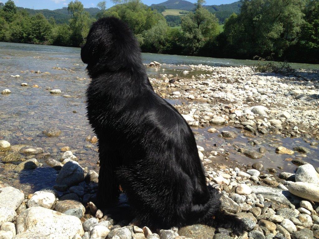 Bild(vereinsleben/bilder/Wasser Bilder/Oskar vom Erlenhain.jpg) konnte nicht geladen werden